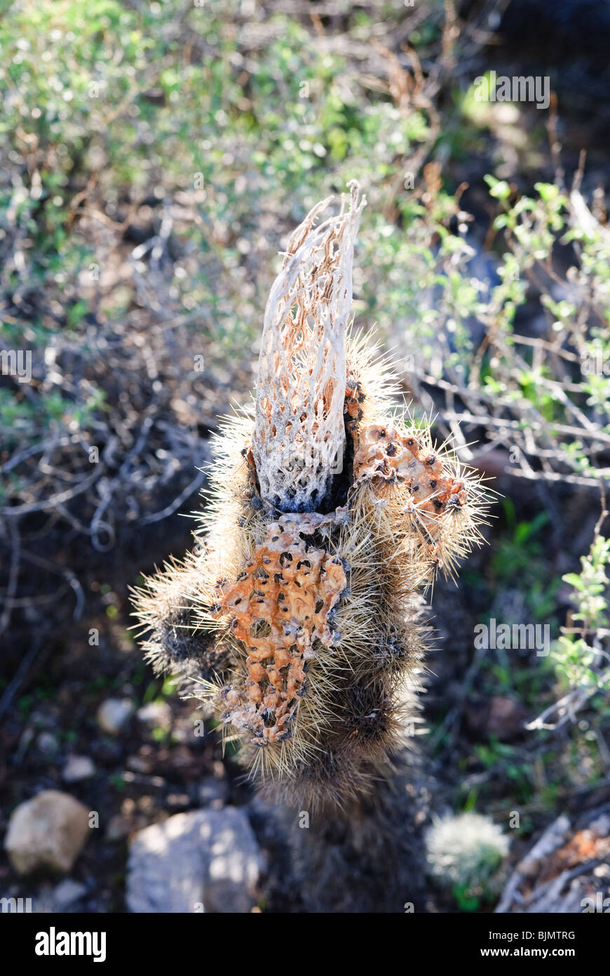 Morendo Teddy bear cholla rivela il suo scheletro Foto Stock
