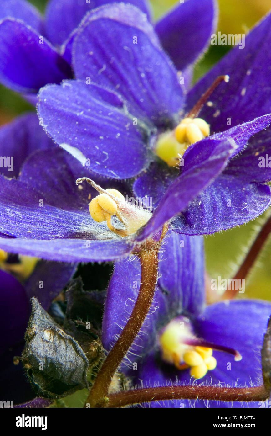 African Violet (Saintpaulia). Foto Stock