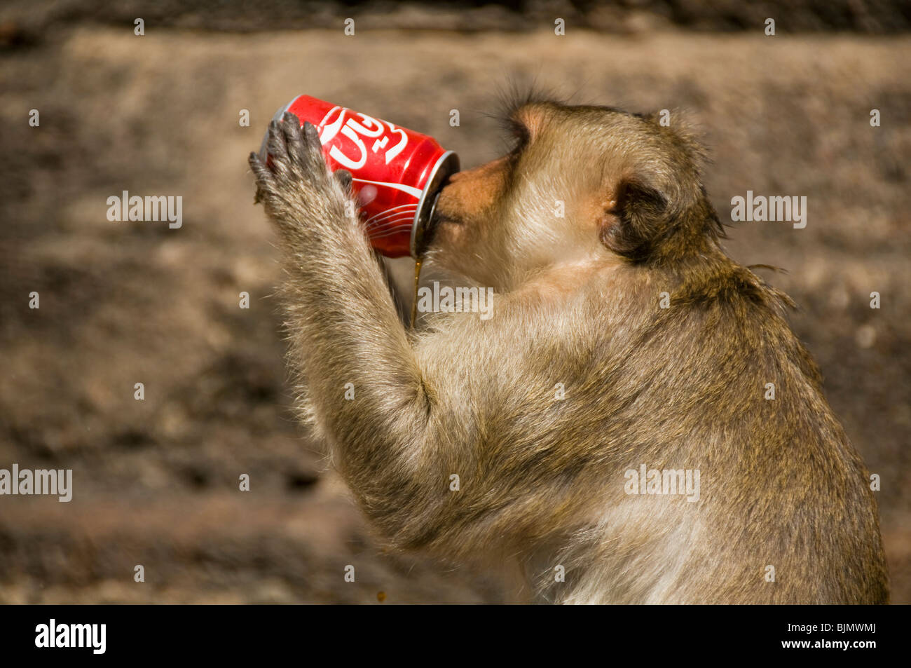 Monkey bevendo una Coca Cola al banchetto di scimmia Festival in Lopburi Thailandia Foto Stock