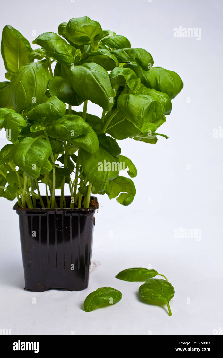 Una pianta di basilico in un vaso Foto Stock