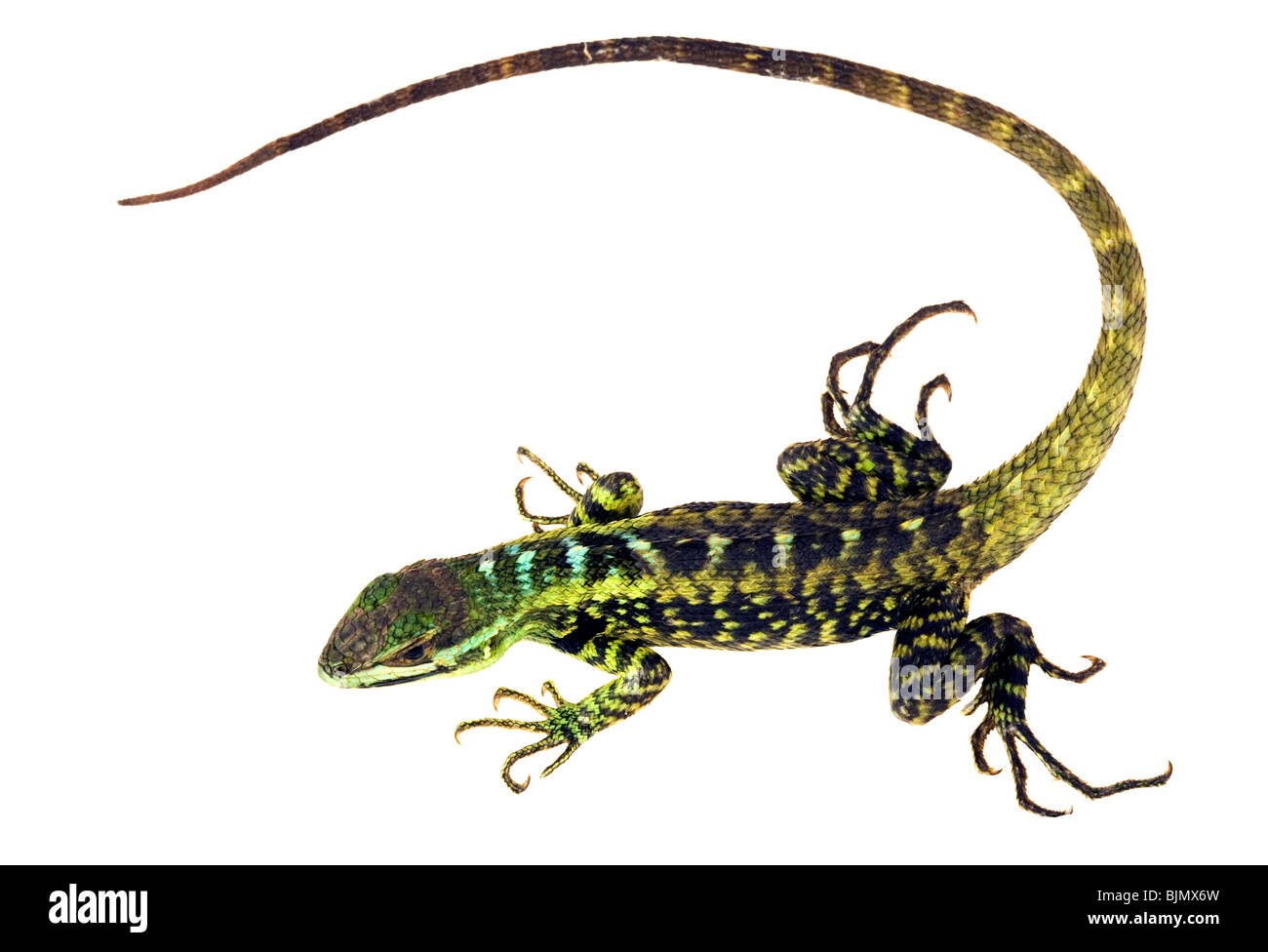 Girard's Whorltail Iguana (Stenocercus ornatus) Foto Stock