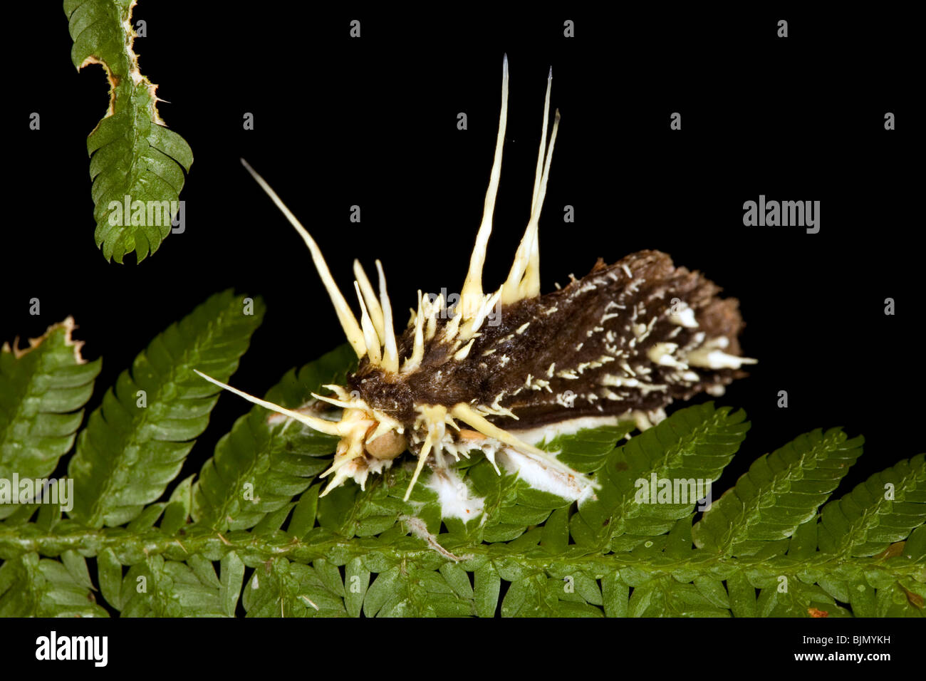 Fungo parassita Cordiceps sp. attacca una falena Foto Stock