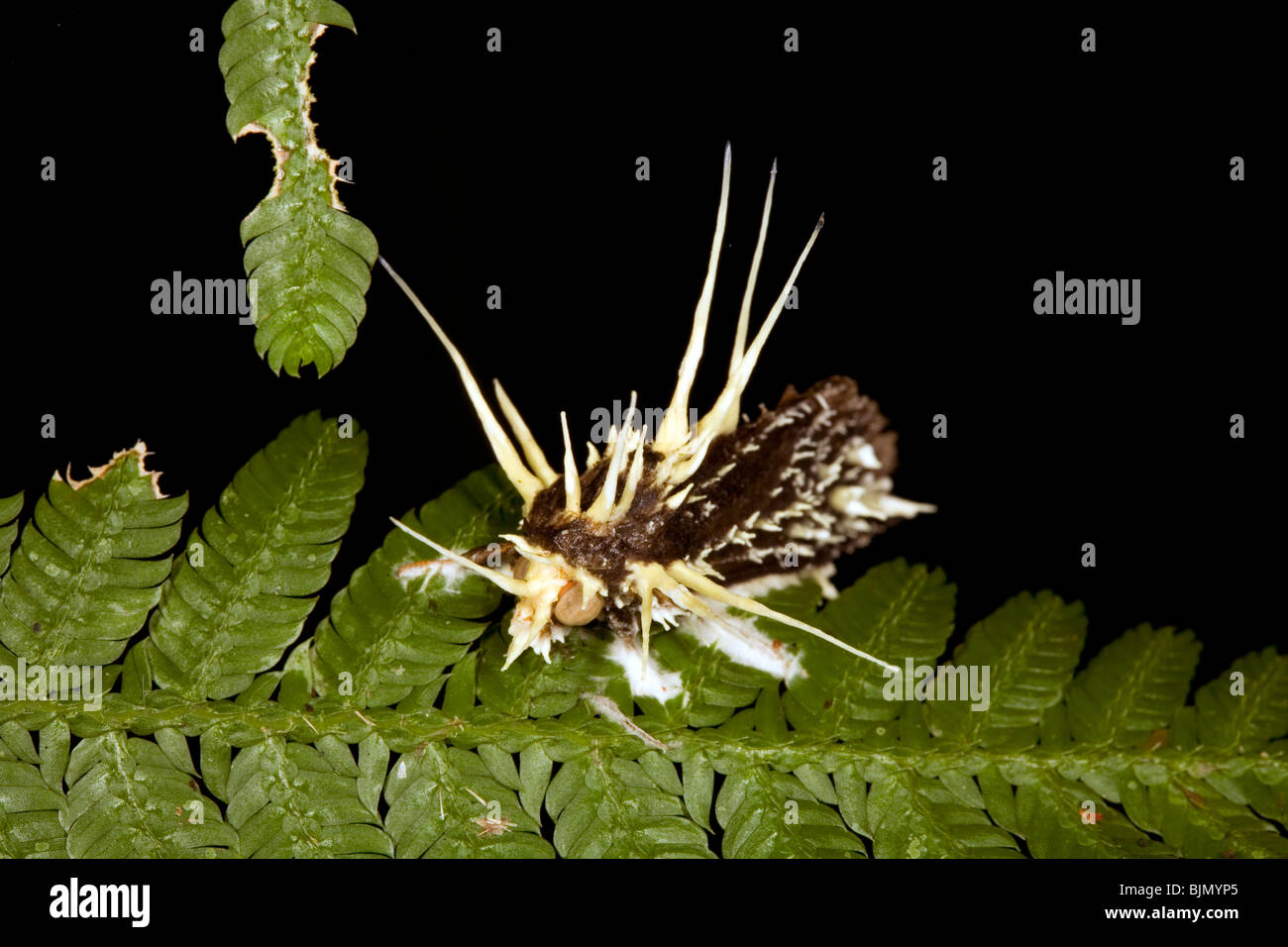Fungo parassita Cordiceps sp. attacca una falena Foto Stock