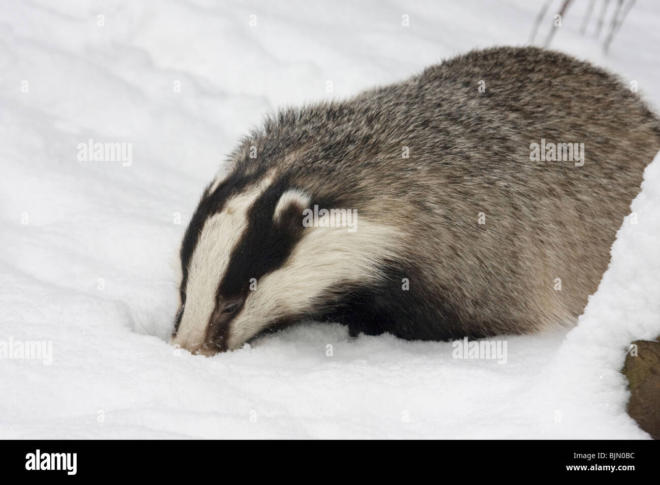 Unione Badger in snow Meles meles Foto Stock