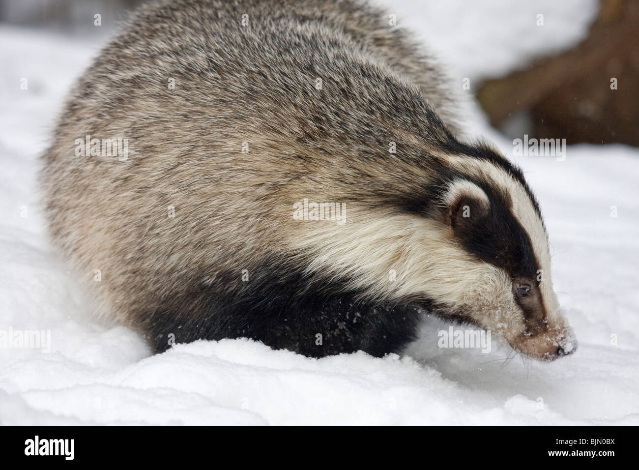 Unione Badger in snow Meles meles Foto Stock