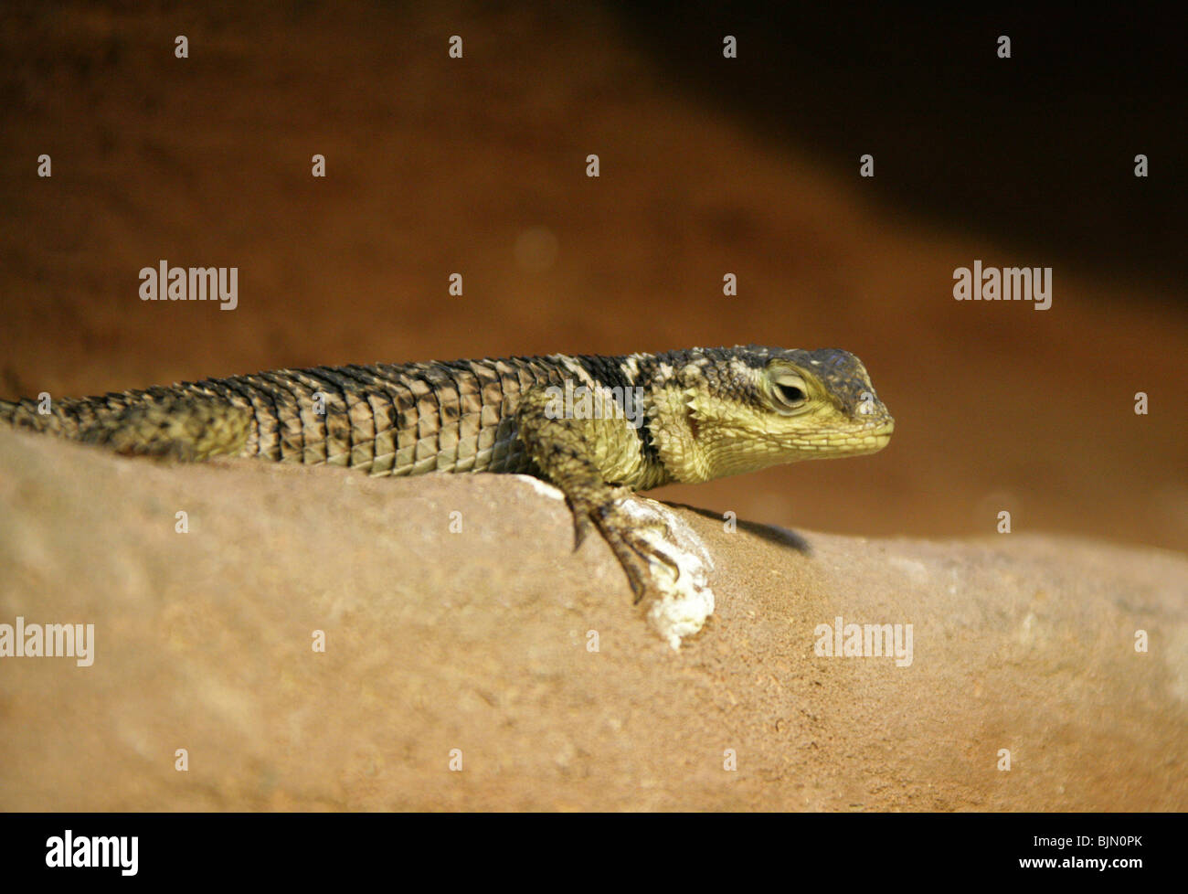 Blu lucertola spinosa, Sceloporus cyanogenys serrifer, Phrynosomatidae, Texas e Messico, America del Nord Foto Stock