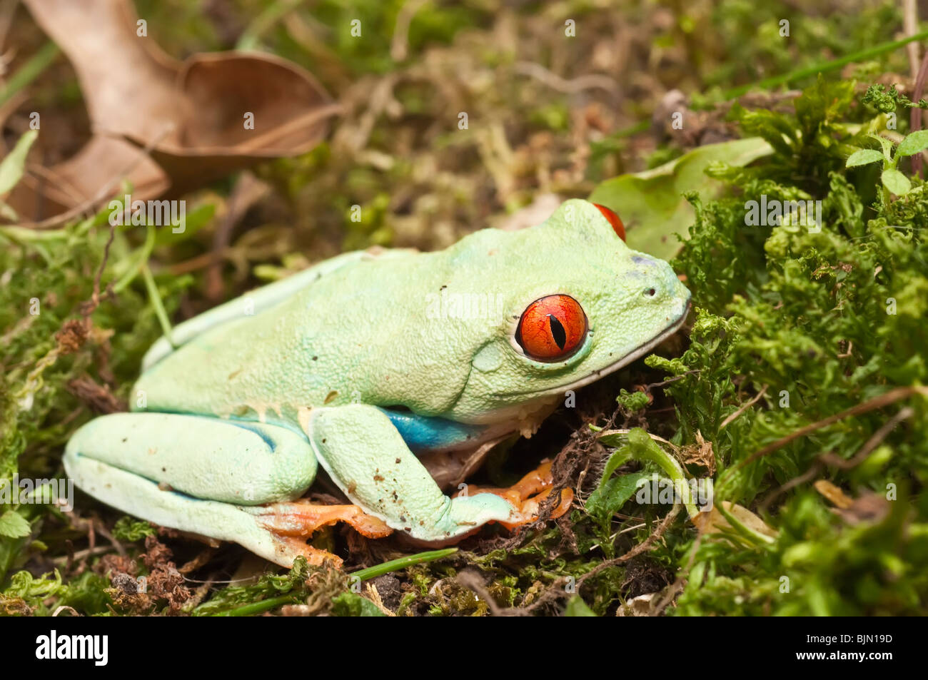 Red-eyed raganella, Agalychnis callidryas, nativo di foreste pluviali Neotropical dell America Centrale Foto Stock
