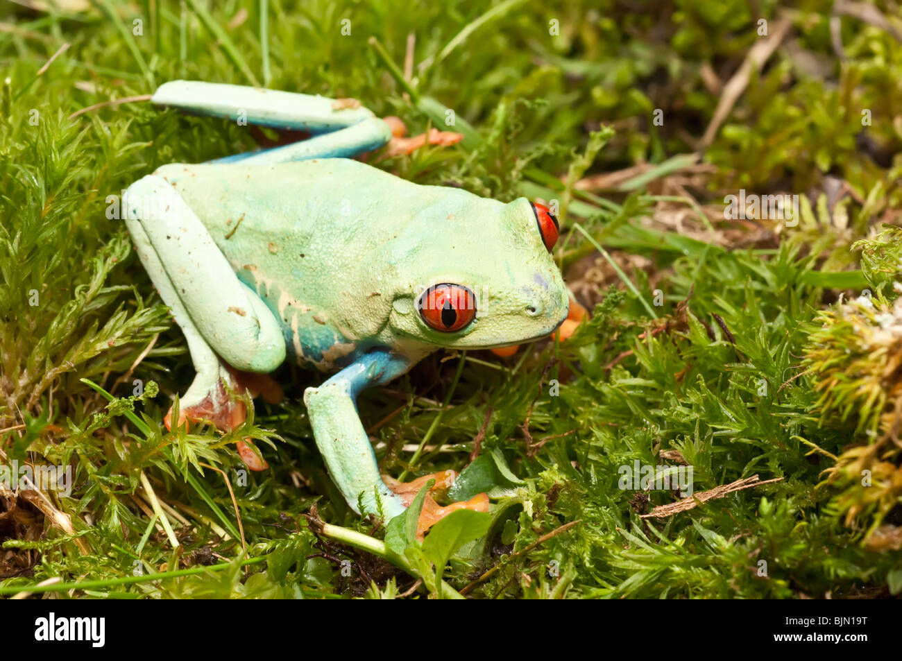 Red-eyed raganella, Agalychnis callidryas, nativo di foreste pluviali Neotropical dell America Centrale Foto Stock