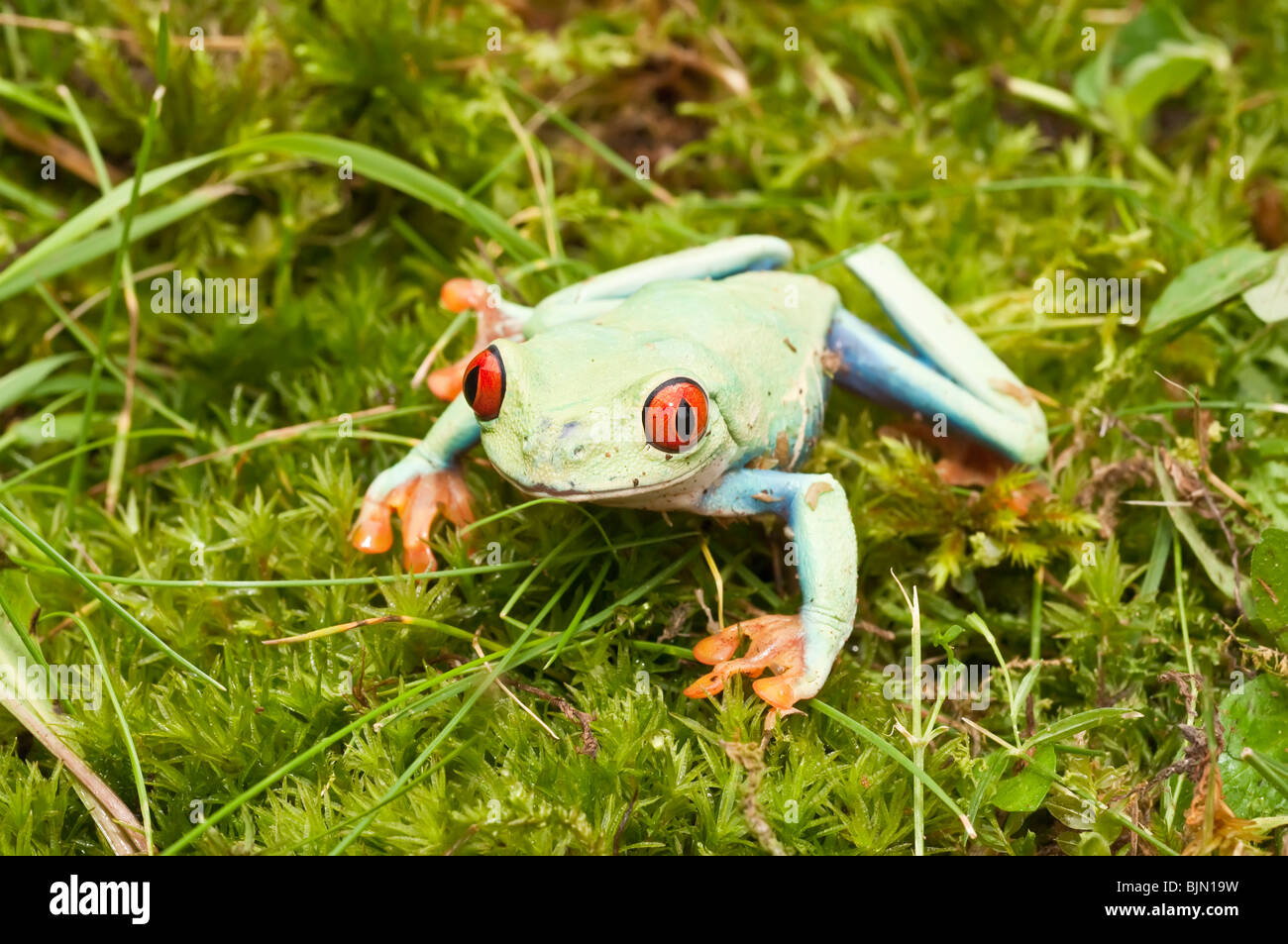 Red-eyed raganella, Agalychnis callidryas, nativo di foreste pluviali Neotropical dell America Centrale Foto Stock