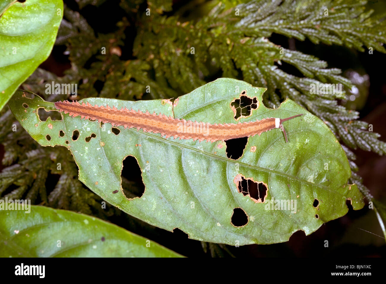 Peripatus o worm di velluto Foto Stock