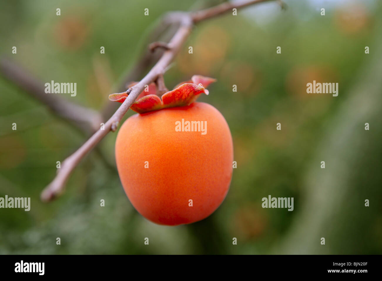 Frutta Persimmon dettaglio in vivid color arancione sul ramo di albero Foto Stock