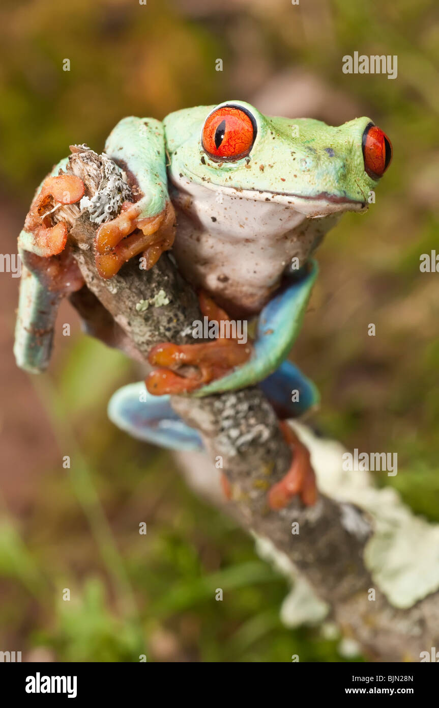 Red-eyed raganella, Agalychnis callidryas, nativo di foreste pluviali Neotropical dell America Centrale Foto Stock