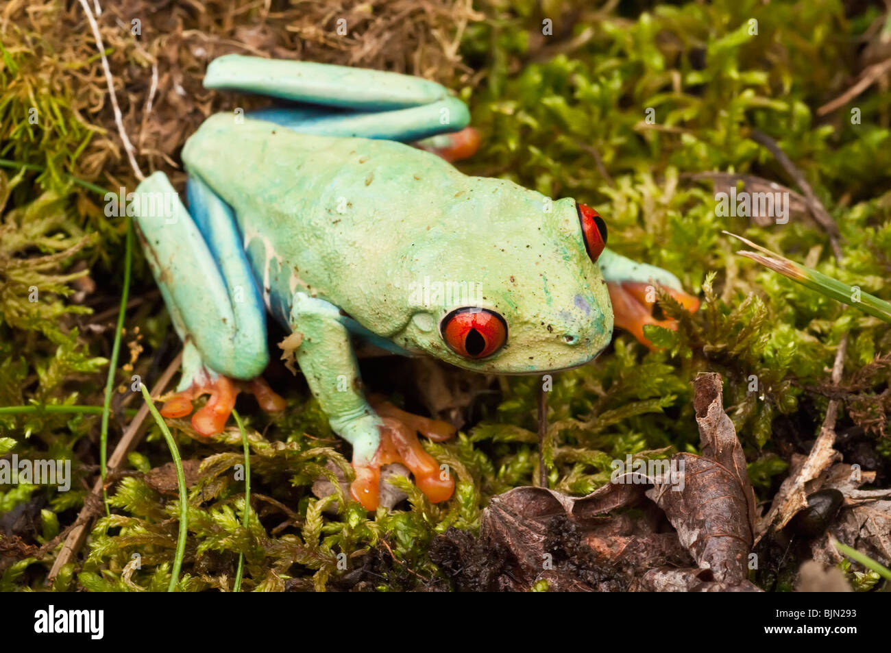 Red-eyed raganella, Agalychnis callidryas, nativo di foreste pluviali Neotropical dell America Centrale Foto Stock
