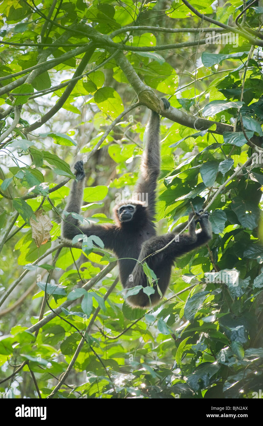Western Hoolock Gibbon (Hoolock hoolock) Selvatica, giovani donne, Gibbone Wildlife Sanctuary, Assam, in India, in via di estinzione Foto Stock