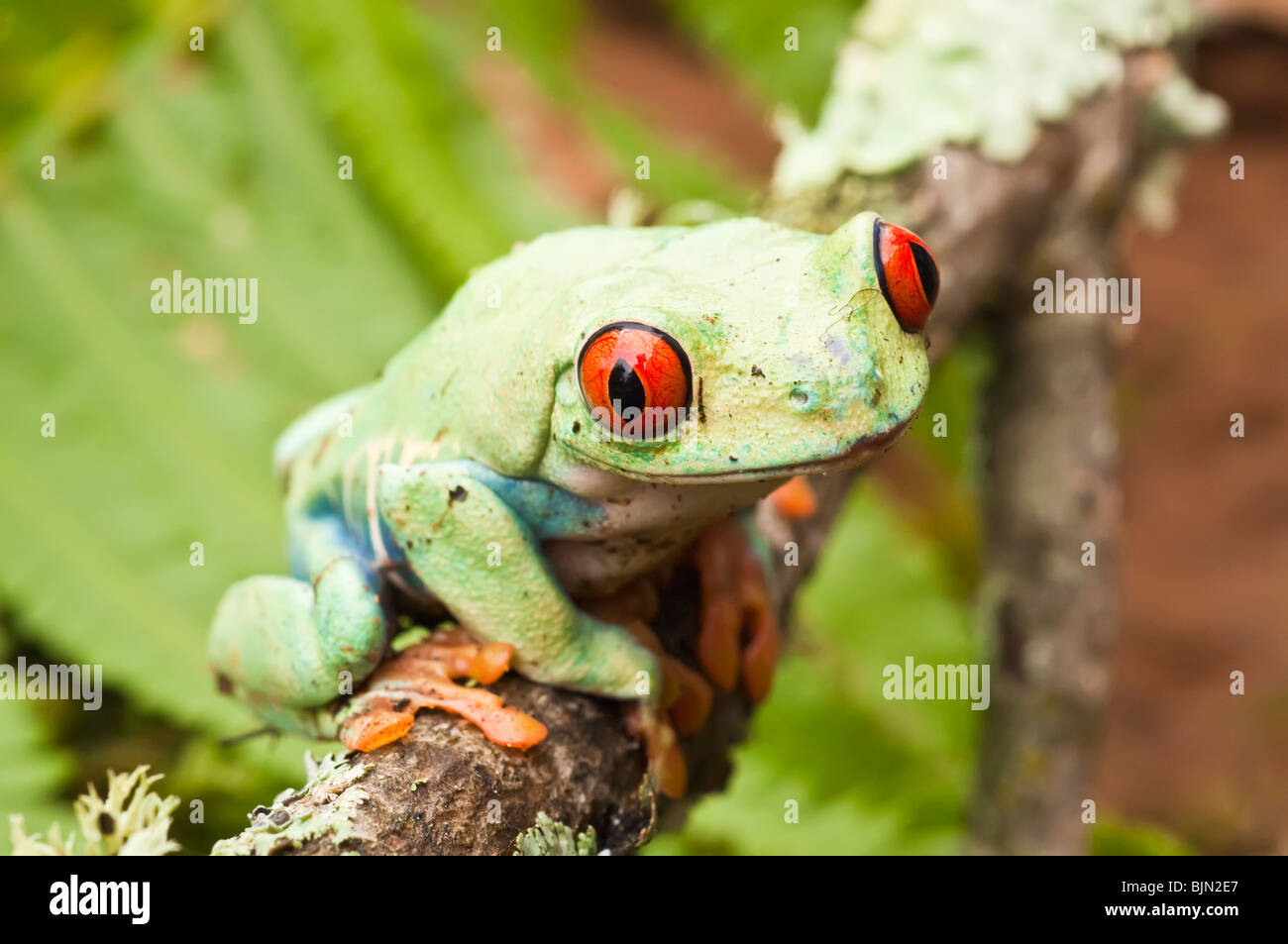 Red-eyed raganella, Agalychnis callidryas, nativo di foreste pluviali Neotropical dell America Centrale Foto Stock