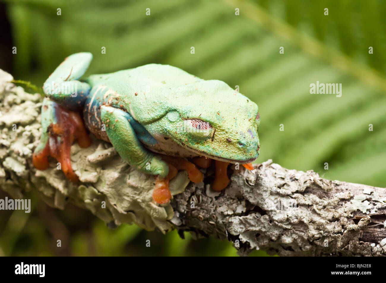 Red-eyed raganella, Agalychnis callidryas, nativo di foreste pluviali Neotropical dell America Centrale Foto Stock