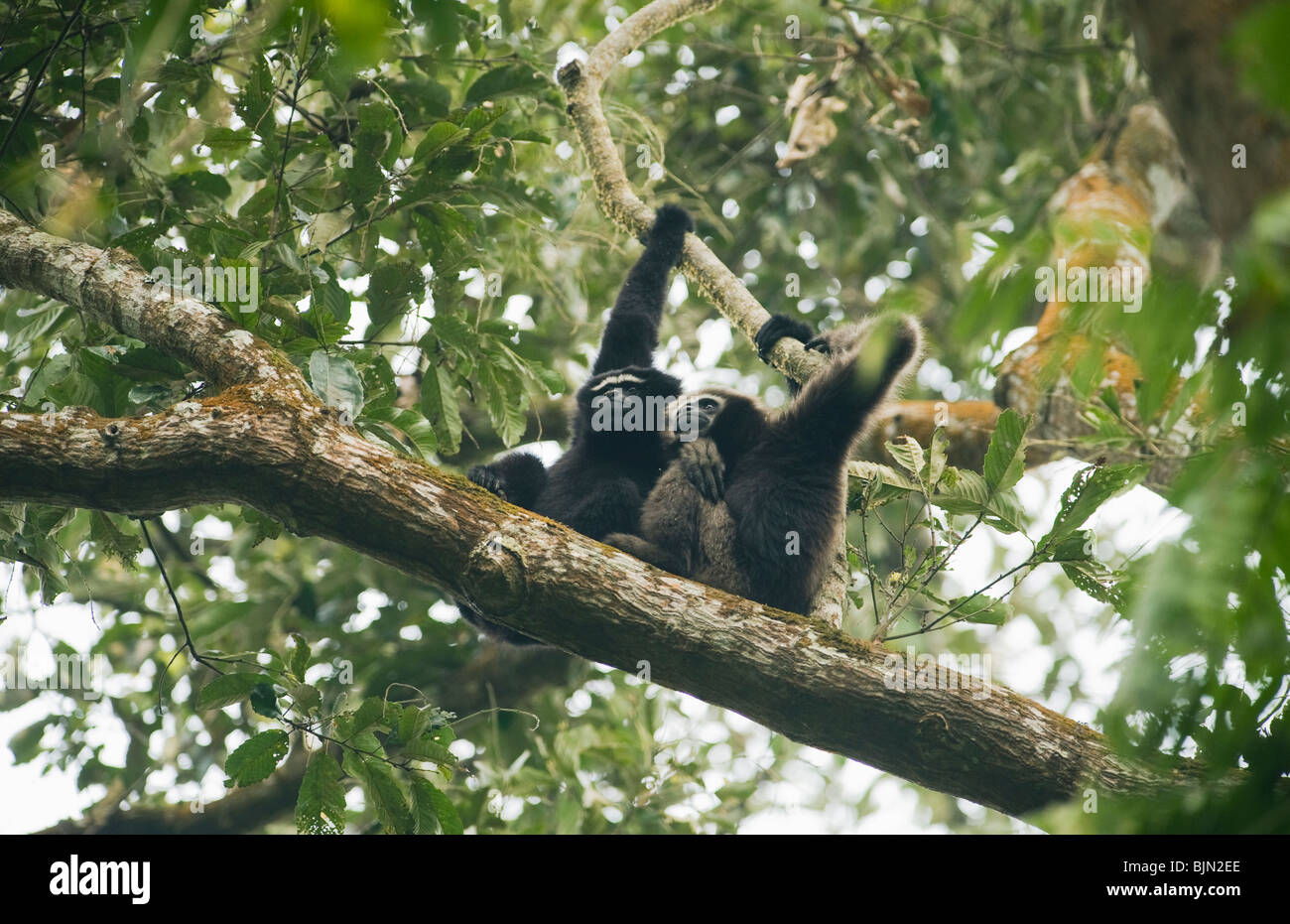 Western Hoolock Gibbon (Hoolock hoolock) Selvatica, Gibbone Wildlife Sanctuary, Assam, in India, in via di estinzione : adulto maschile e femminile Foto Stock