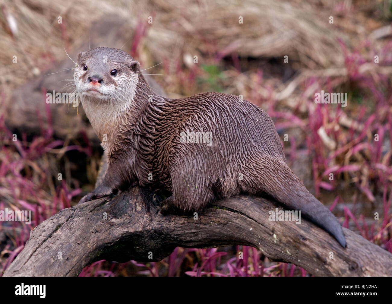 Asian Small artigliato Lontra (aonyx cinerea) Foto Stock