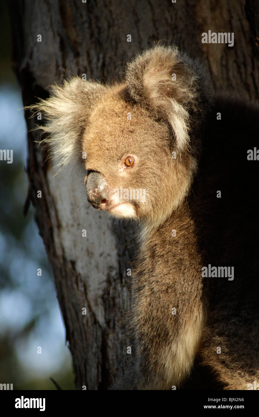 Koala (Phascolarctos cinereus) su Kangaroo Island, South Australia, Australia Foto Stock
