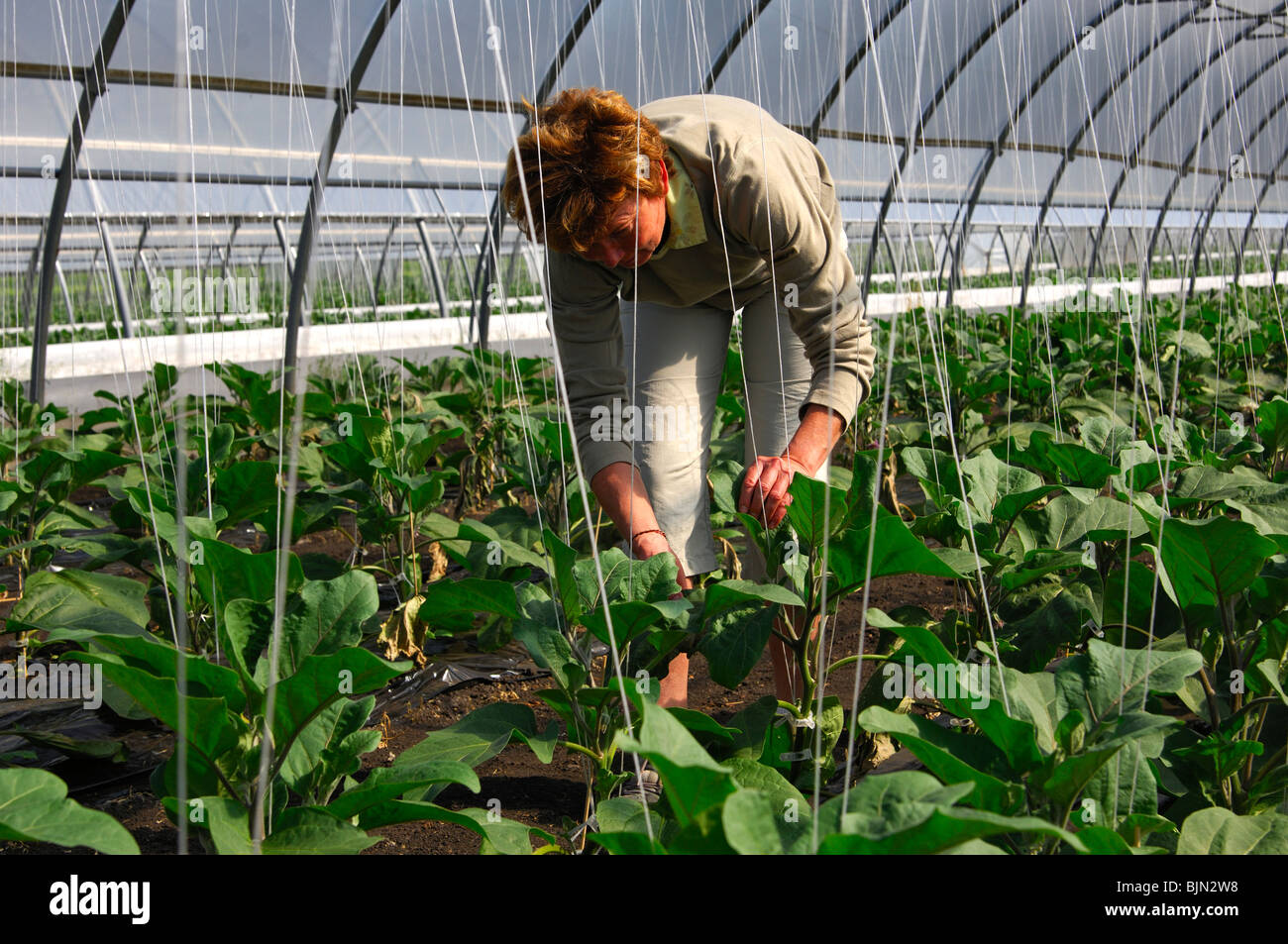 Giardiniere femmina a lavorare in una serra per le piante di uovo, vegetali-crescente area Grosses Moos, Seeland regione, Svizzera Foto Stock
