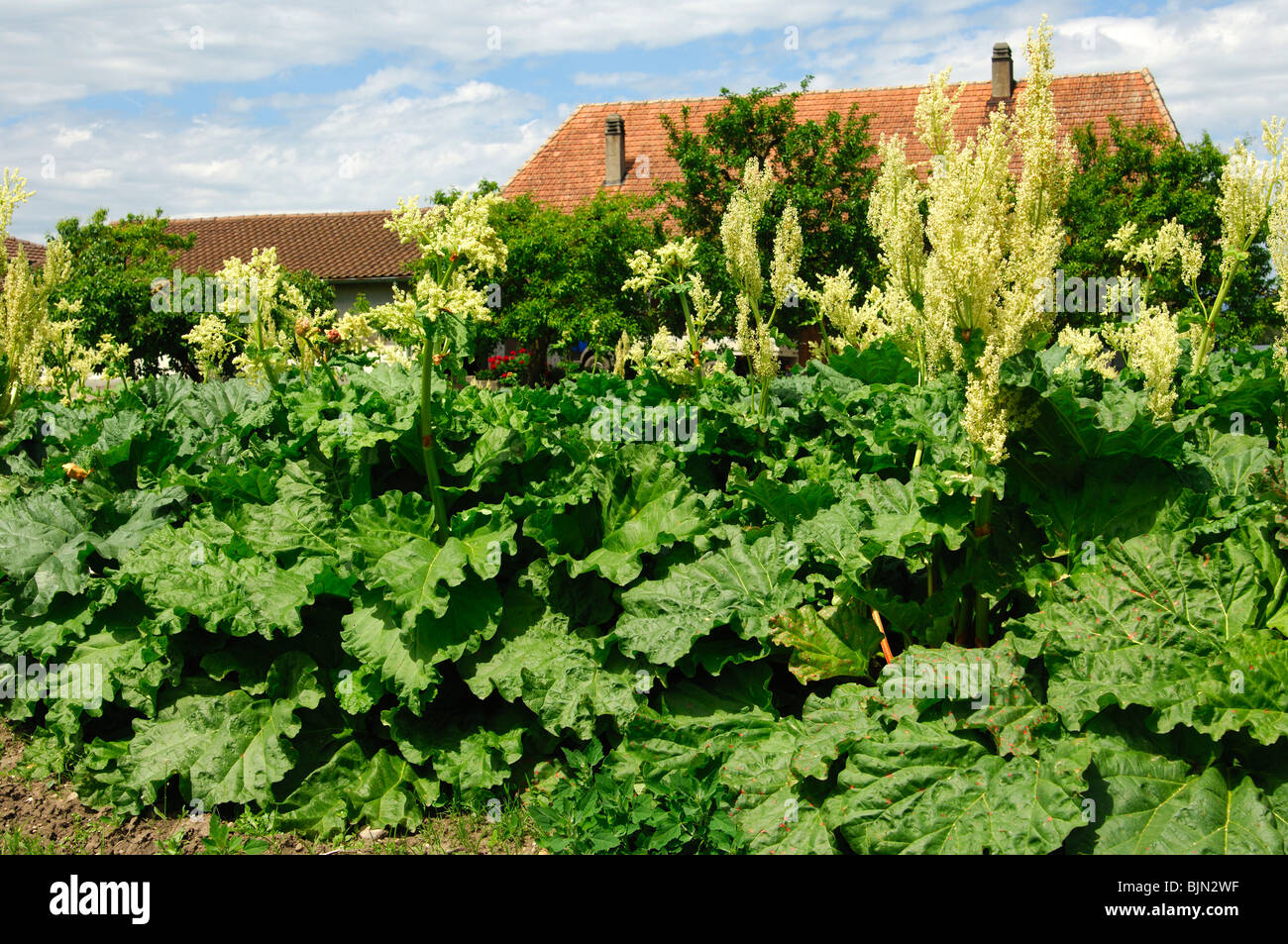 Fioritura di rabarbaro, Rheum rhabarbarum Foto Stock