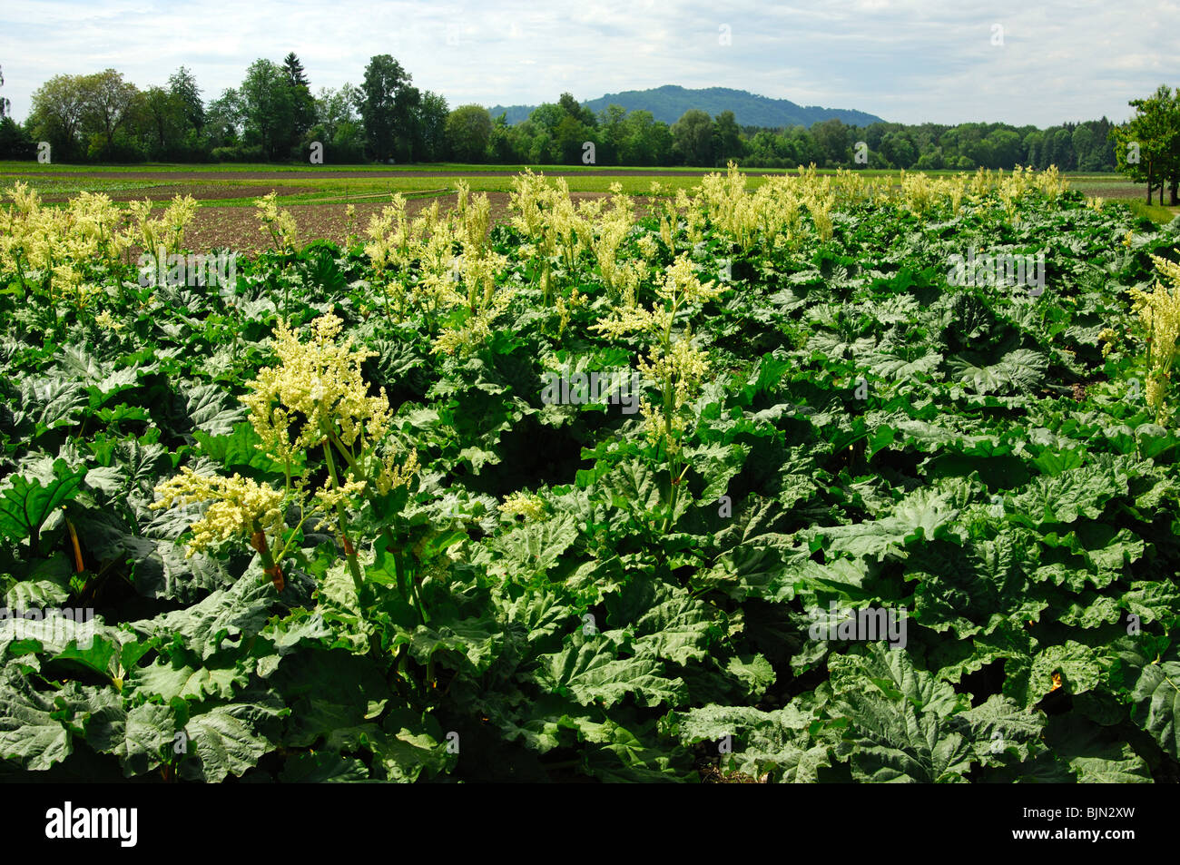 Campo della fioritura, Rabarbaro Rheum rhabarbarum Foto Stock
