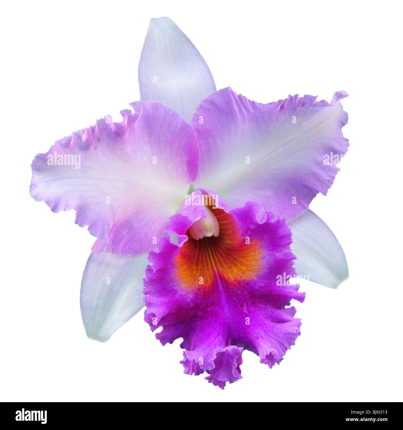 Singolo di fiori di orchidea isolato su bianco Foto Stock