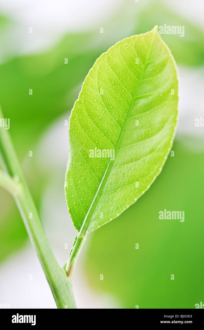 Una bella molla a foglia verde Foto Stock