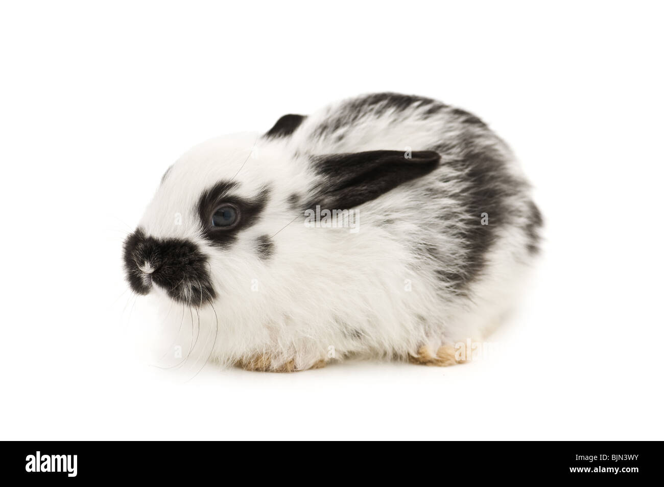 Coniglio isolato su sfondo bianco Foto Stock