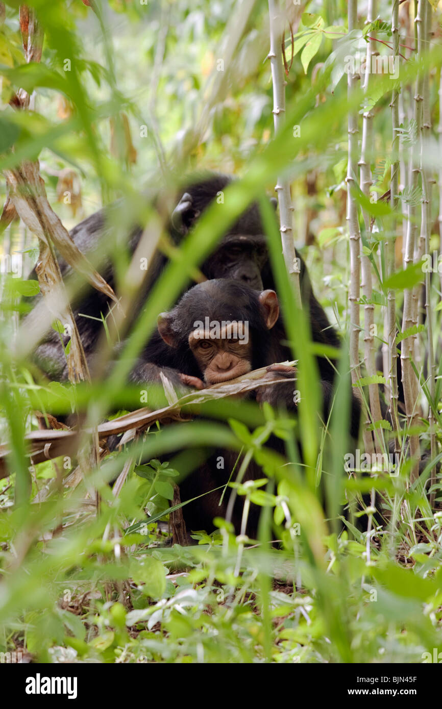 La madre e il bambino della Bossou study group, Guinea mangiare sul terreno Foto Stock
