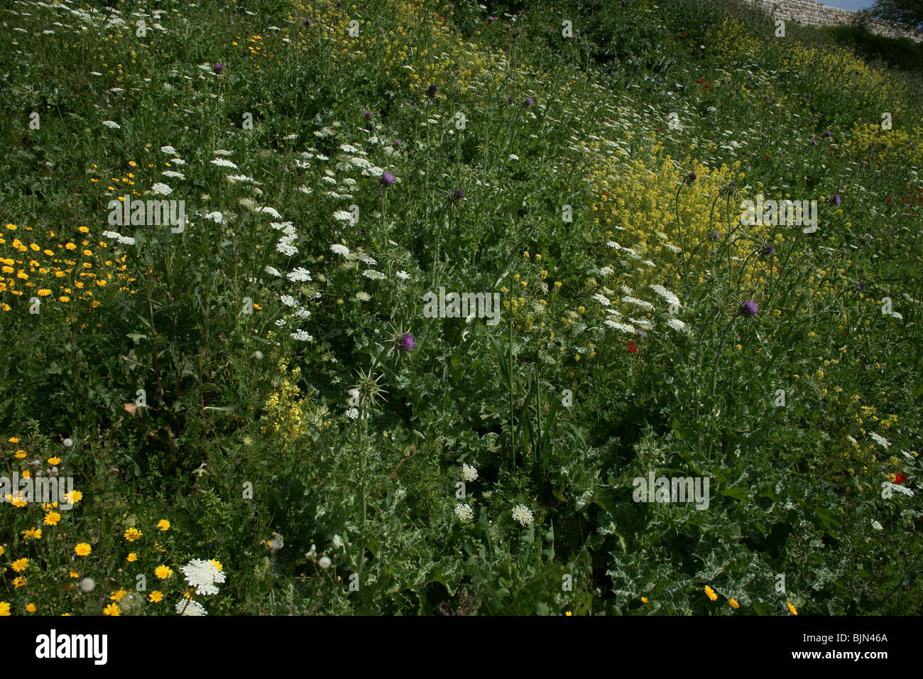 Fiori Selvatici in Galilea area d'Israele Foto Stock