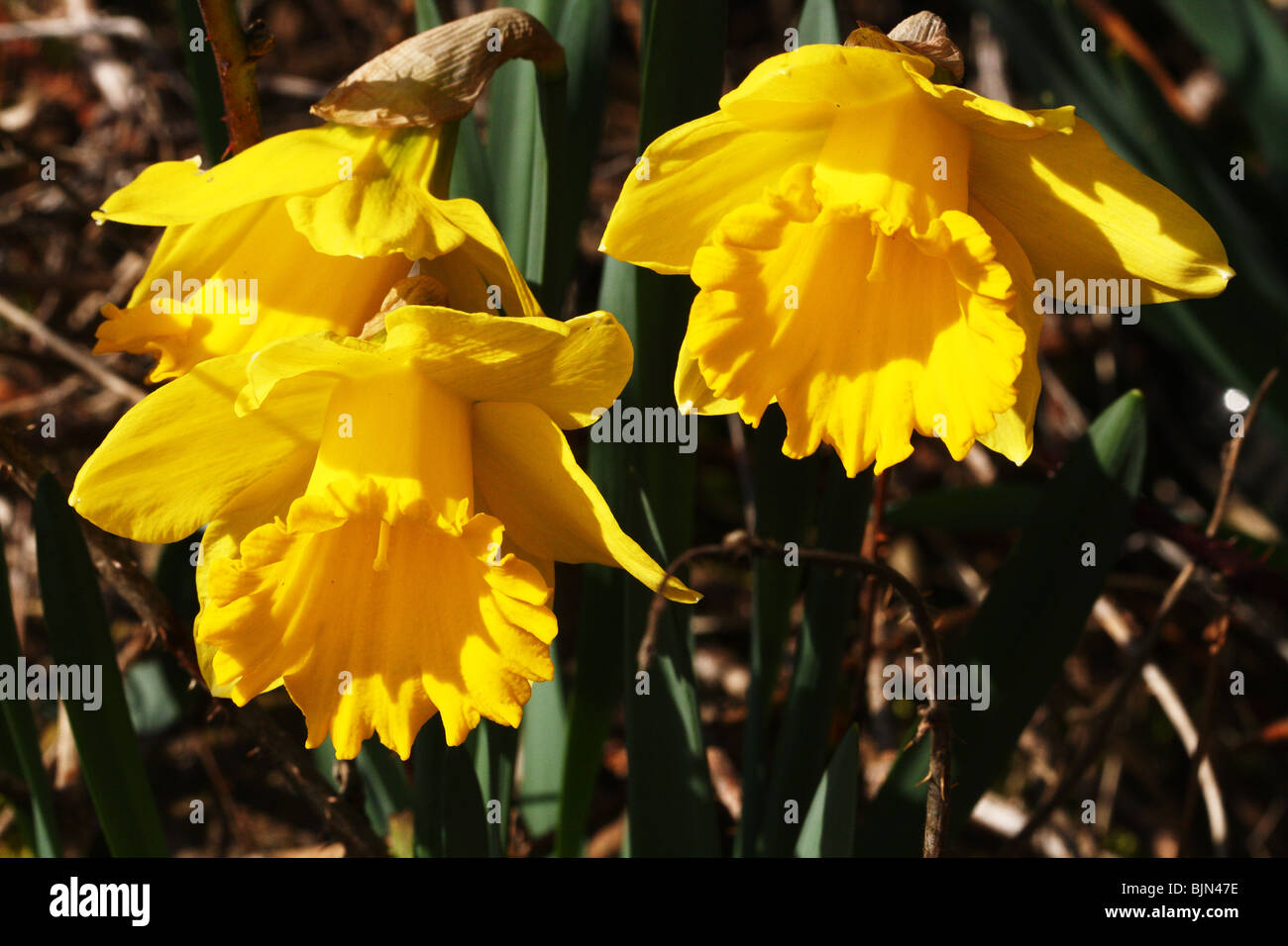 Giunchiglie Narcissus spp famiglia Amaryllidaceae un giallo fiore di primavera Foto Stock
