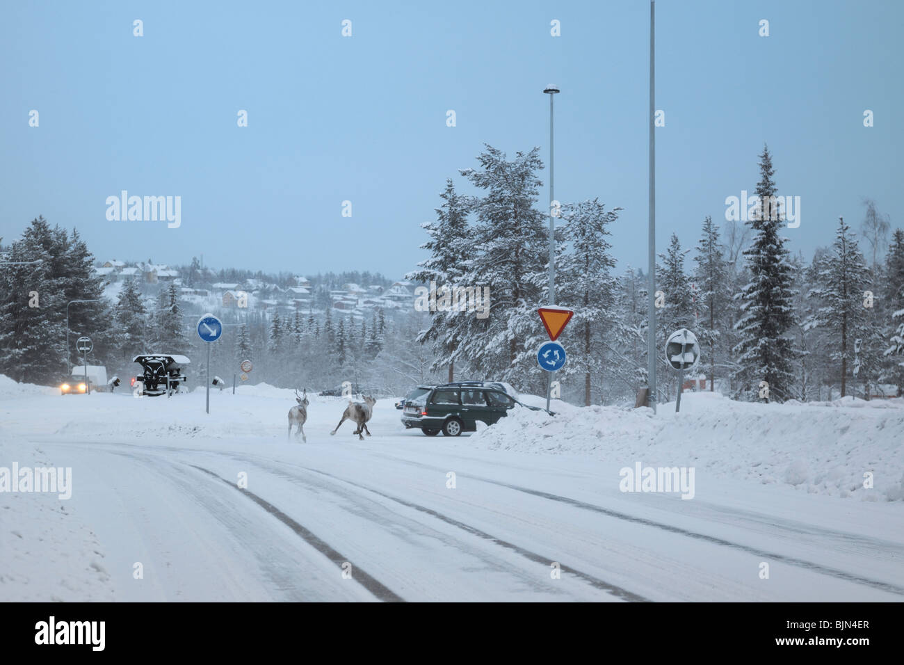 Due animali nel traffico nei pressi di Gallivare nel Norrbotten nella parte settentrionale della Svezia. Foto Stock