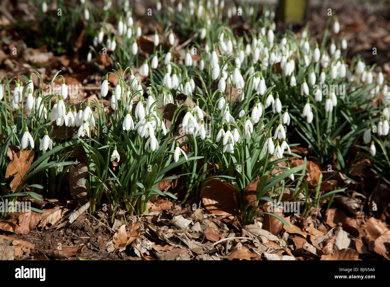 Snowdrop (Galanthus) fiori, Hattingley, Hampshire, Inghilterra. Foto Stock