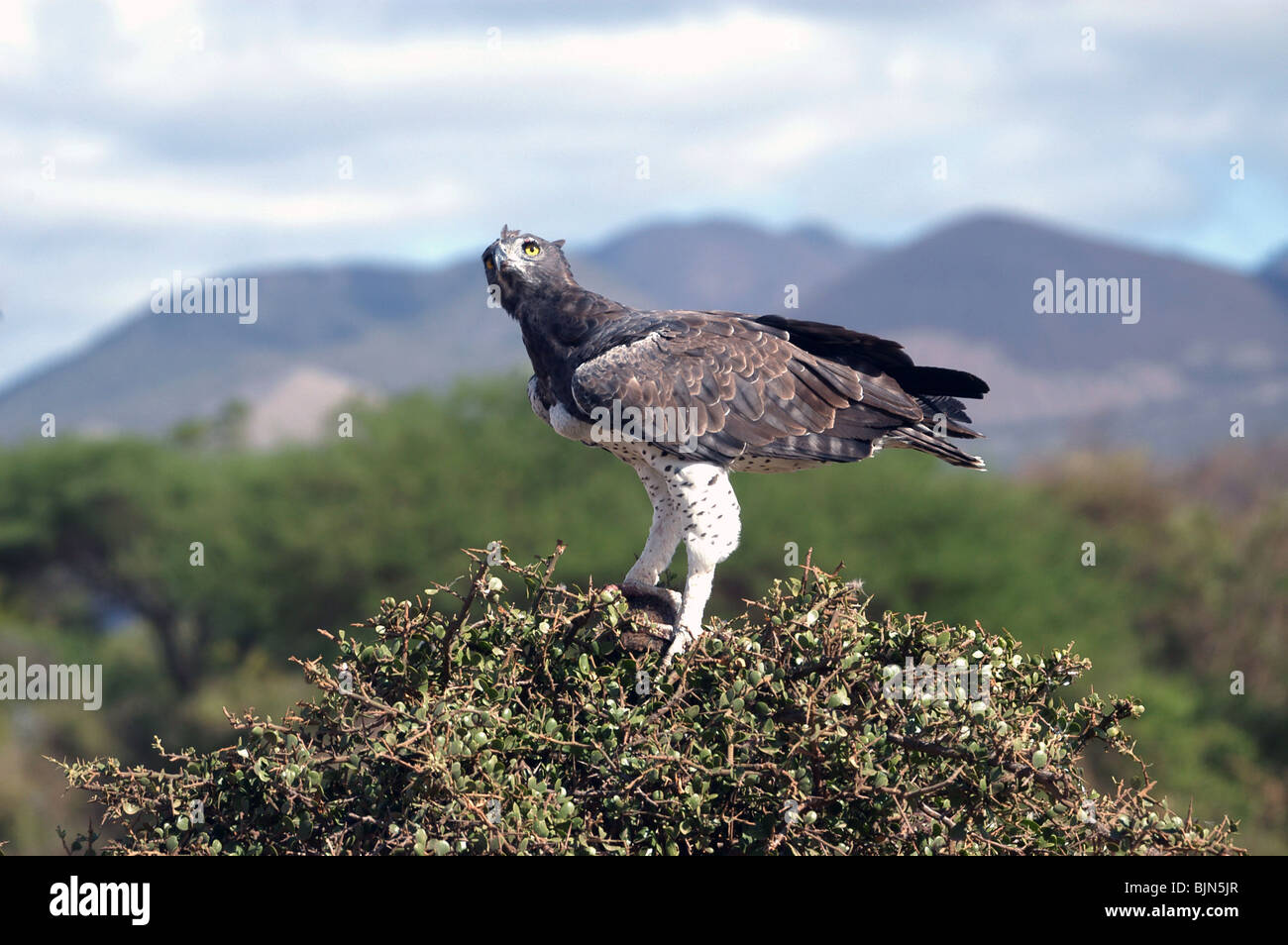In Africa la più grande aquila, arti marziali Eagle con la preda nel tree tops di Tsavo West National Park, Kenya, Africa orientale. Foto Stock
