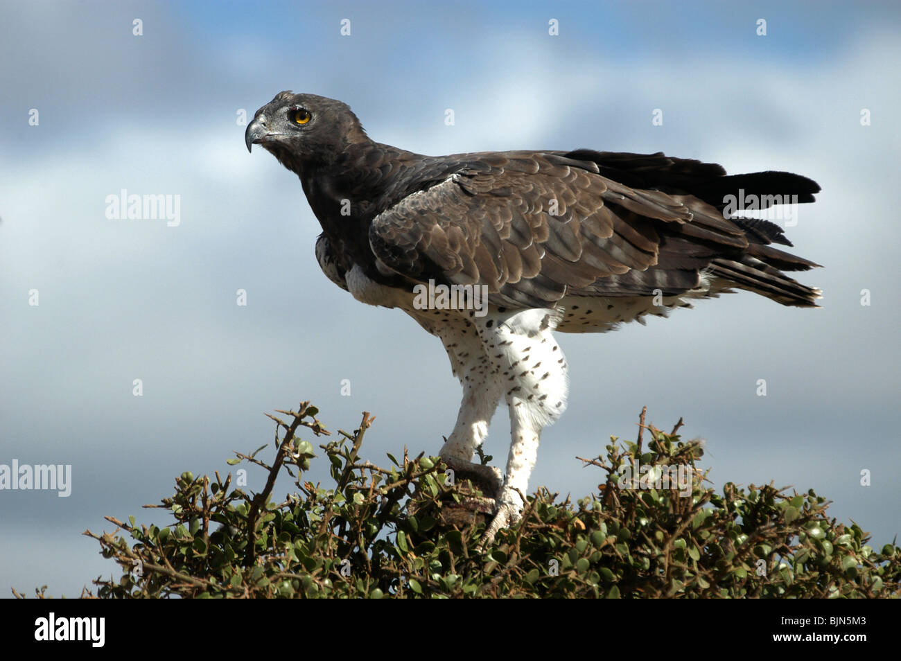 Martial Eagle, la più grande delle Aquile africano, nel Tsavo West Parco Giochi, Kenya Africa Orientale. Foto Stock