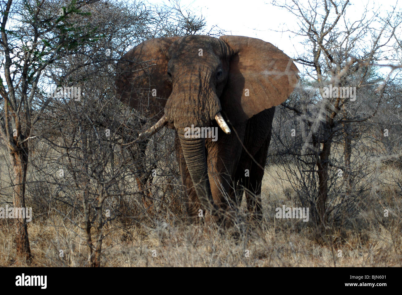 Un maschio di elefante in Tsavo ovest del Parco Nazionale, Kenya, Africa orientale. Foto Stock