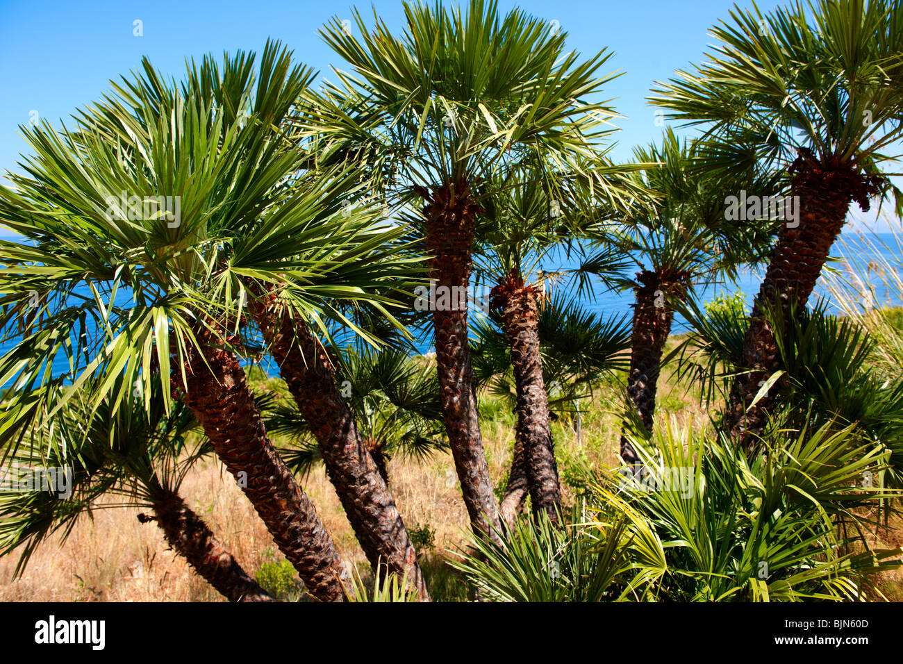 Palma nana palma nana Chamaerops humilis Riserva Naturale dello Zingaro riserva dello Zingaro Scopello Foto Stock