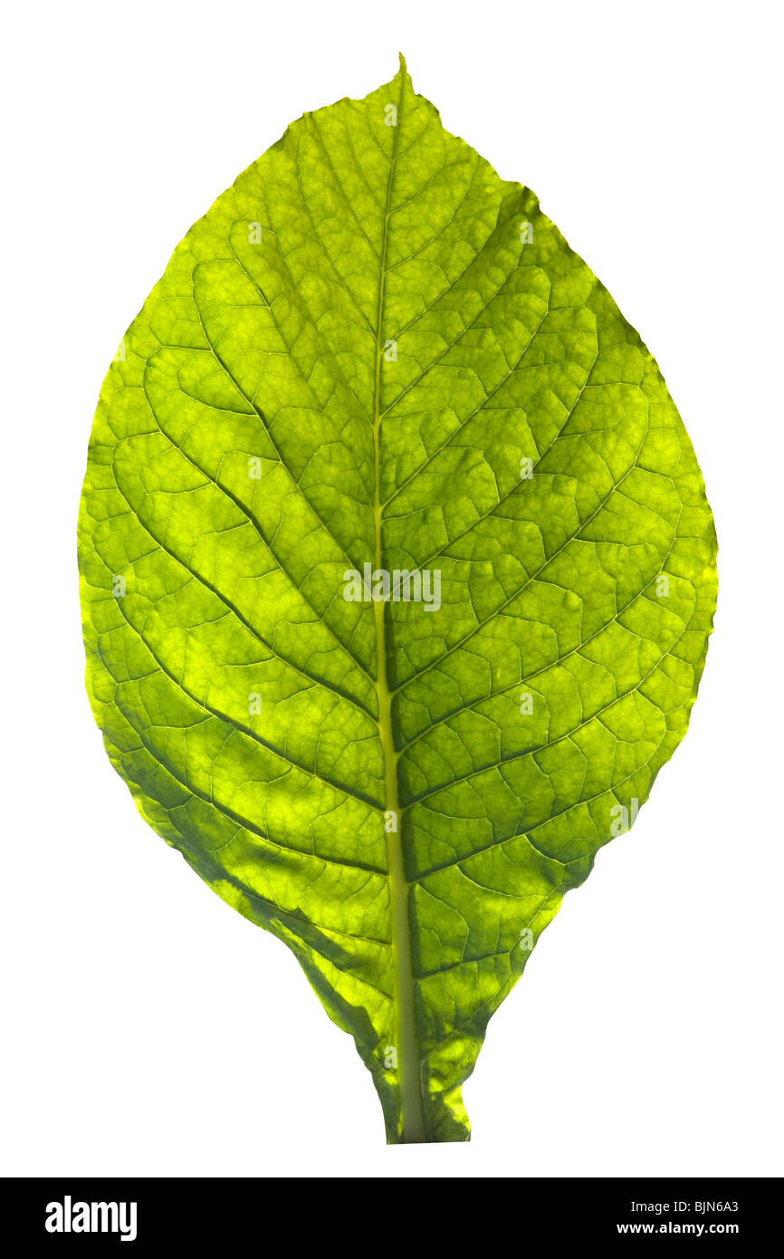 Immagine ritagliata di una pianta di tabacco in foglia. Foto Stock