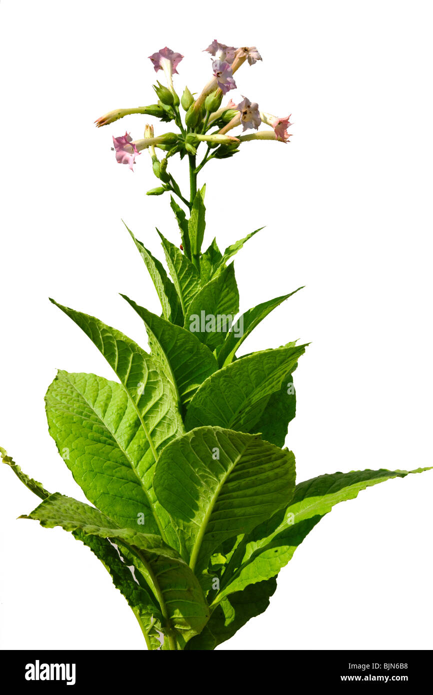 Immagine ritagliata di una pianta di tabacco. Foto Stock