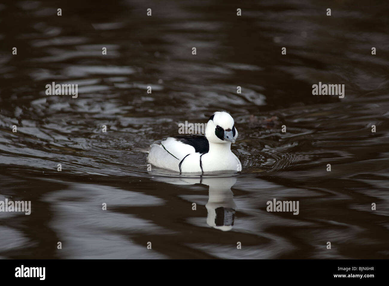 Smew maschio Mergellus albellus Foto Stock