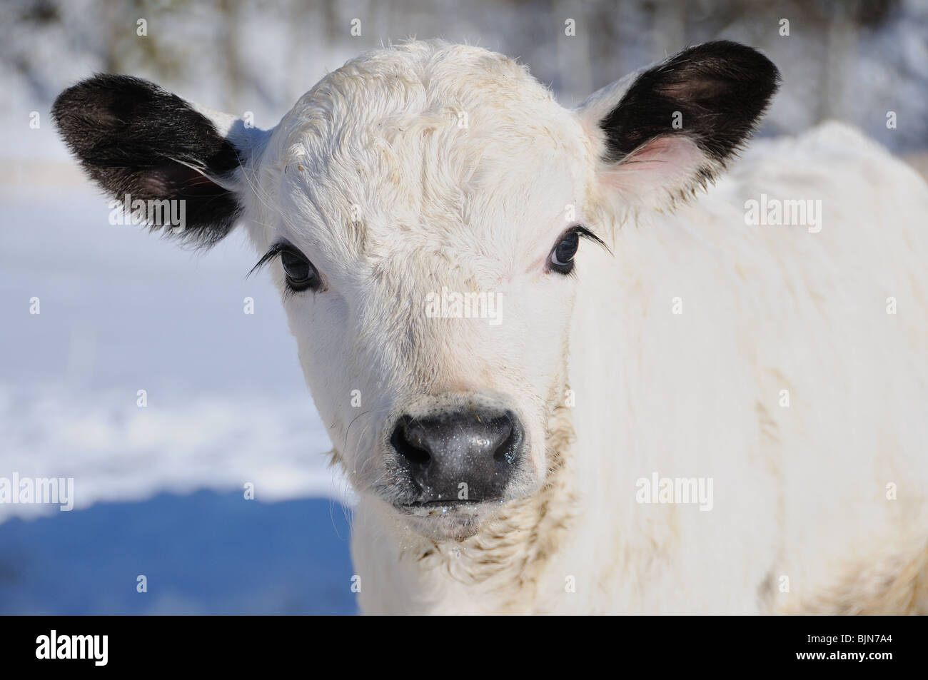 Bianco di vitello, all'aperto d'inverno. Foto Stock