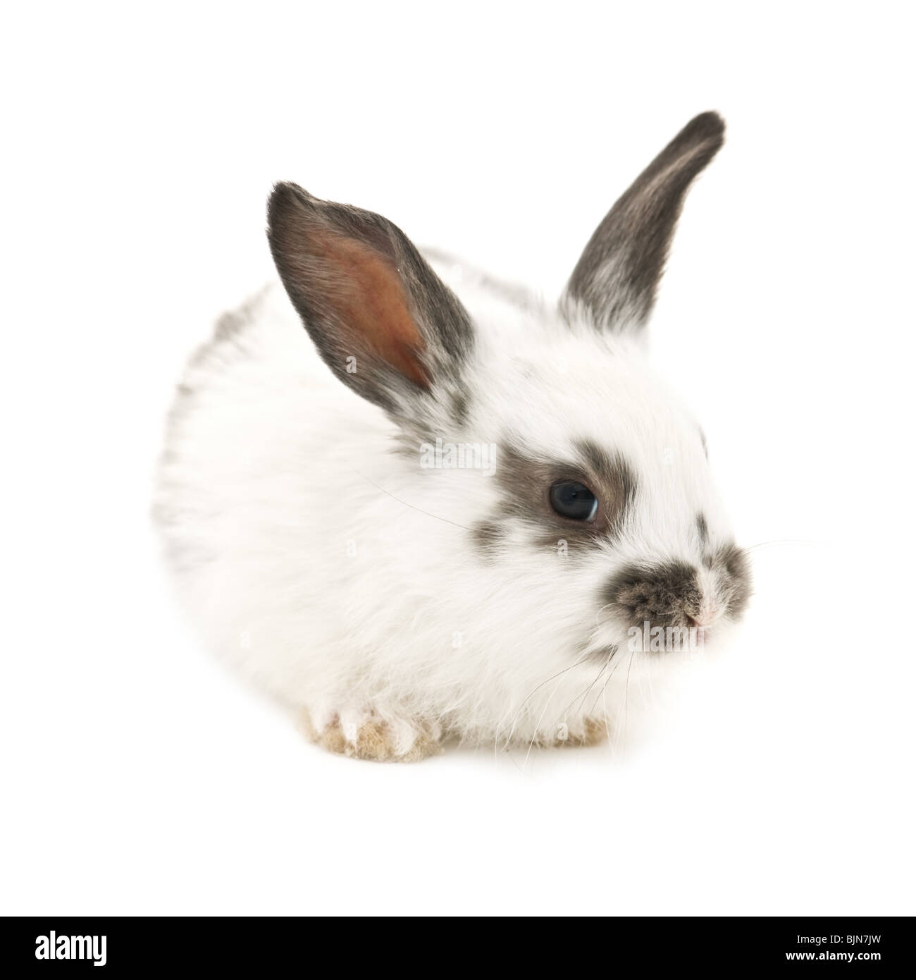 Coniglio isolato su sfondo bianco Foto Stock
