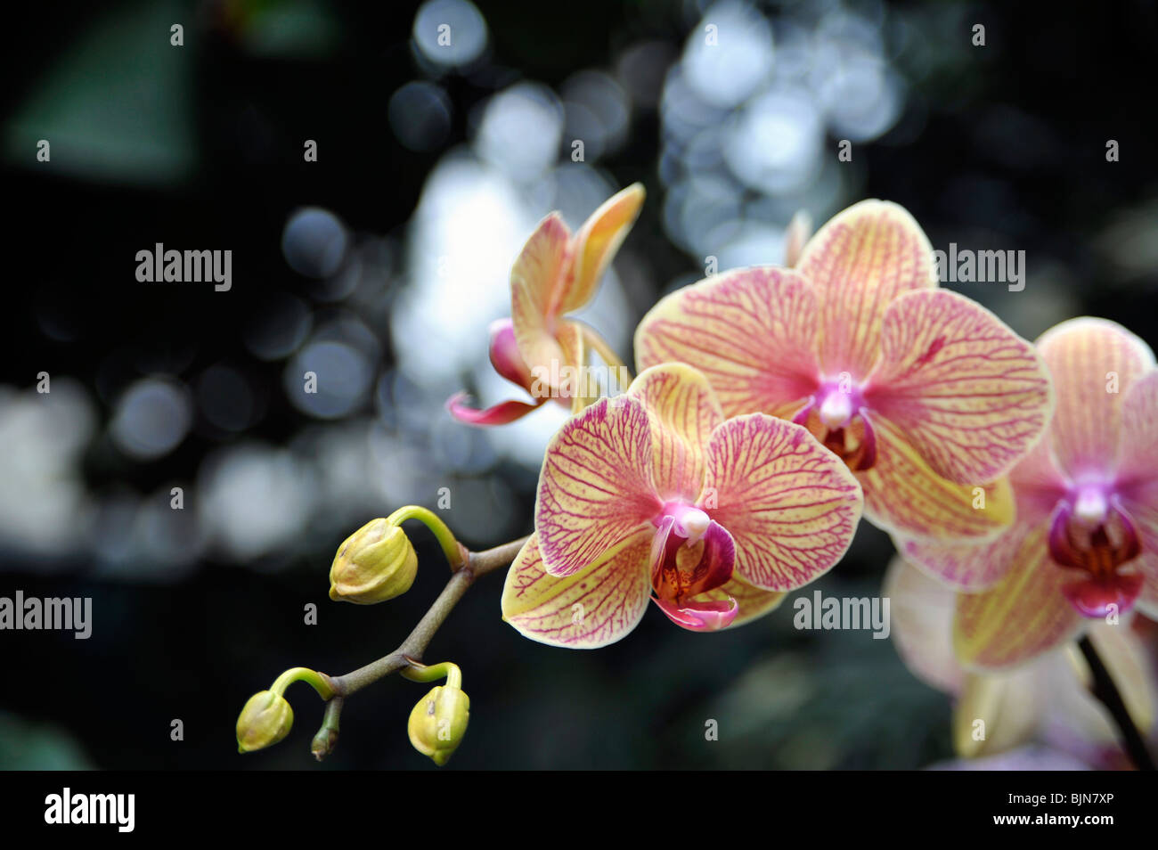 Orchids esotici, Phalaenopsis, Orchidaceae, che ricordano le pesche Rascal Foto Stock