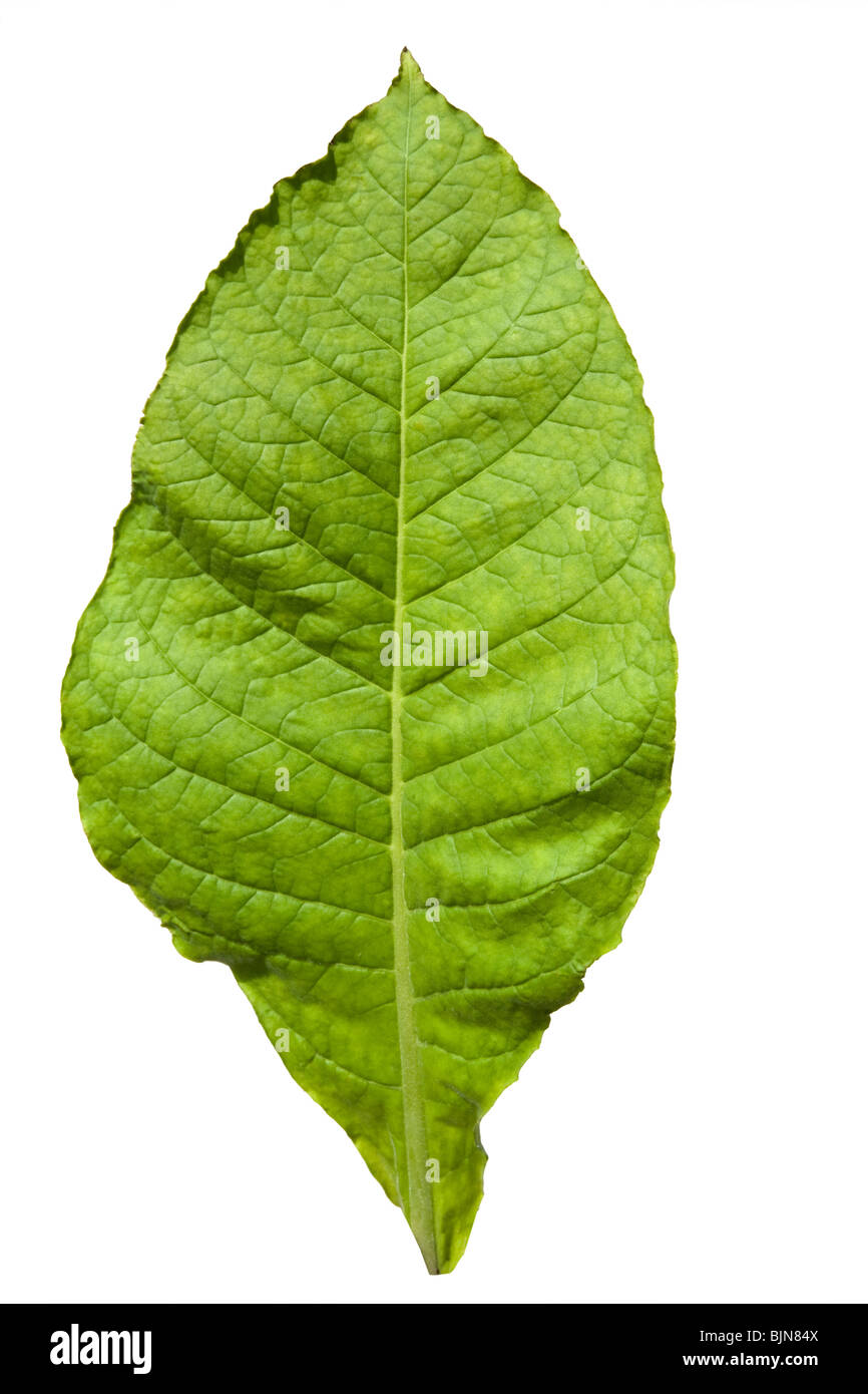 Immagine ritagliata di una pianta di tabacco in foglia. Foto Stock