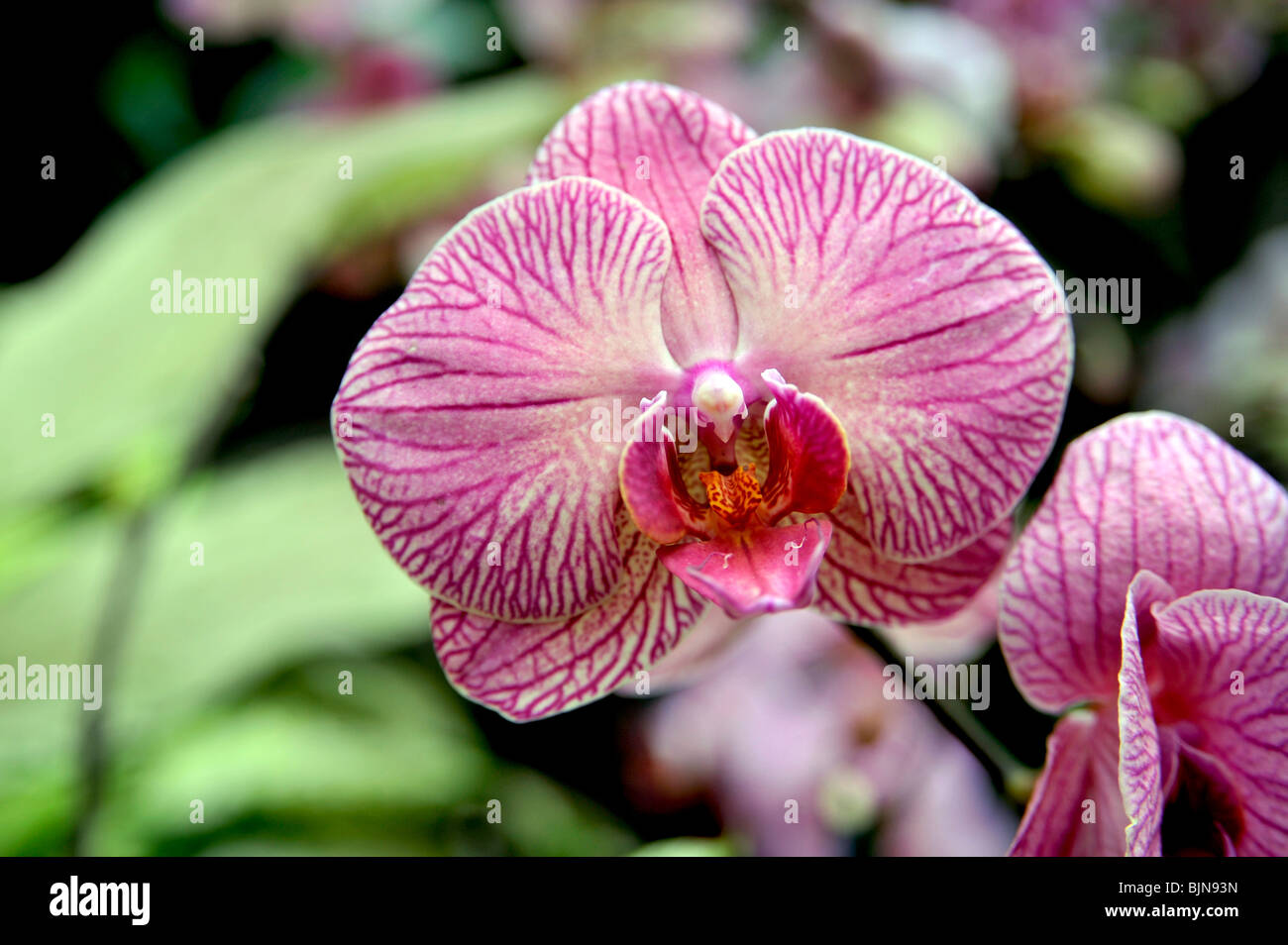 Moth Orchid, Phalaenopsis, Orchidaceae Foto Stock