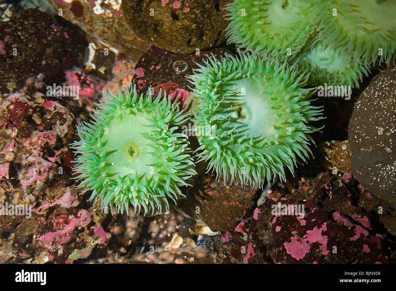 Pacific attinie, Anthopleura xanthogrammica, nel Pacifico pozze di marea vicino a Newport, Oregon Foto Stock