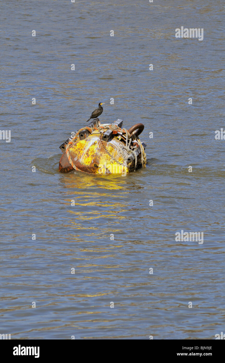 Cormorano su una boa di ormeggio, fiume Thames, London, Regno Unito Foto Stock