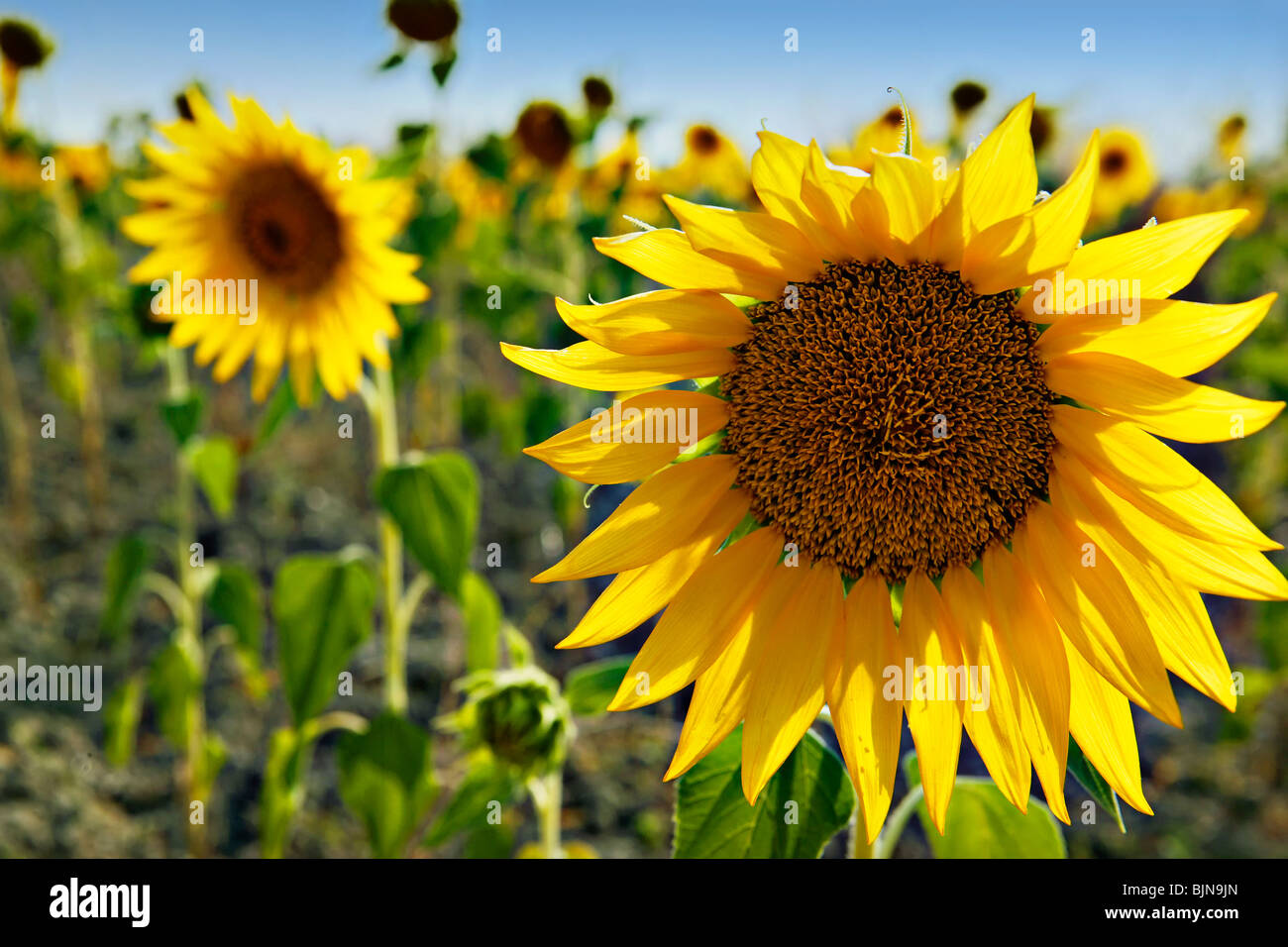 Girasoli Foto Stock