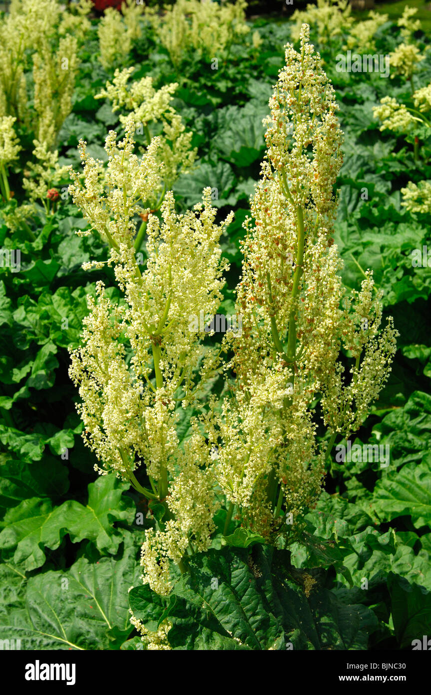 Fioritura di rabarbaro, Rheum rhabarbarum Foto Stock